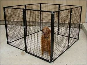 Chenil de chien